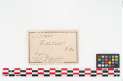 Etikett zu Kugelkopfnadel (NHMW-PRAE-035770)